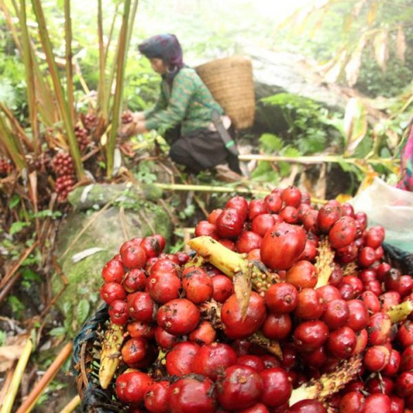 vietnam cardamon harvest