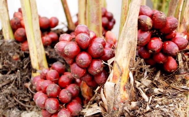 vietnam cardamon fresh fruit