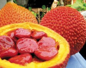 Vietnam Gac fruit