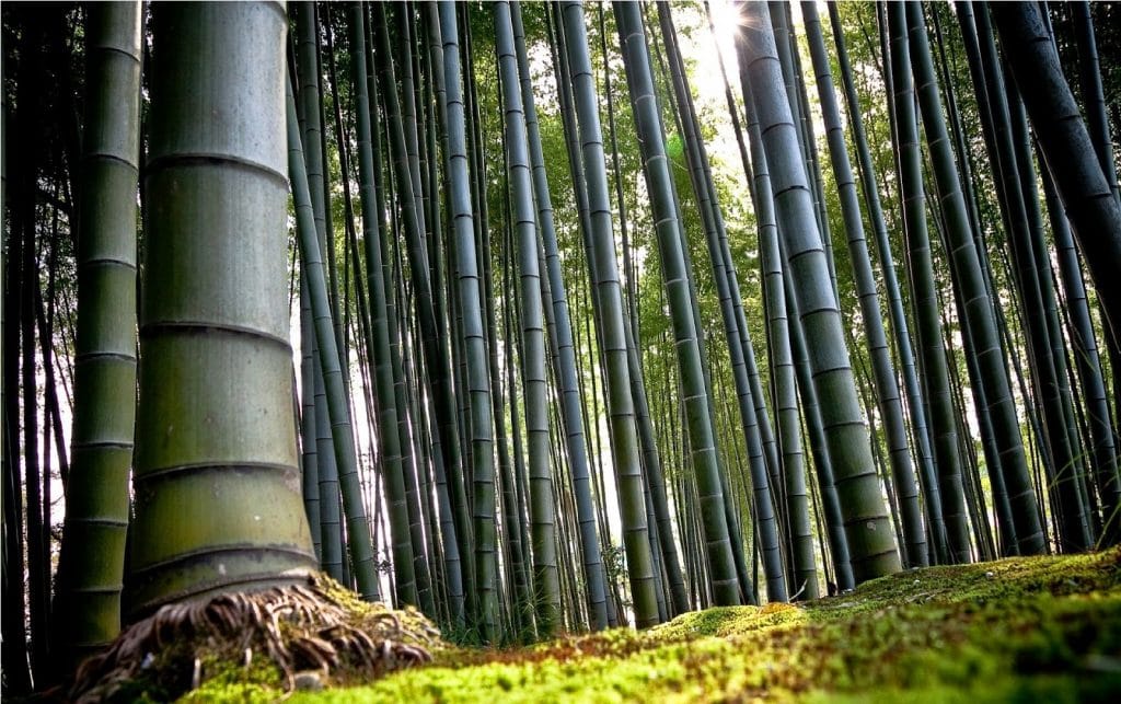 Bamboo tree in Vietnam
