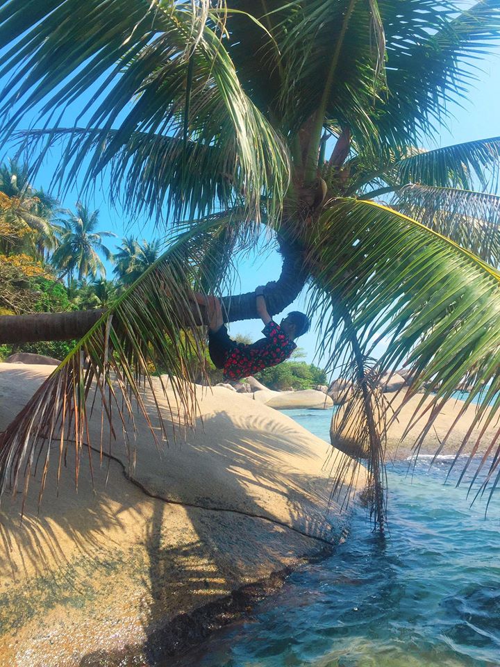 coconut tree