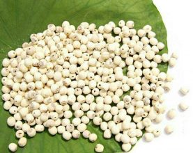 dried lotus seed Vietnam - 1