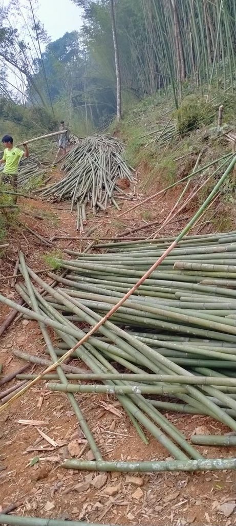 exploting bamboo