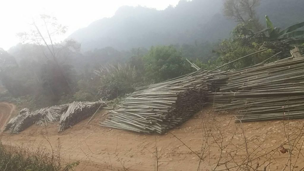 exploting bamboo