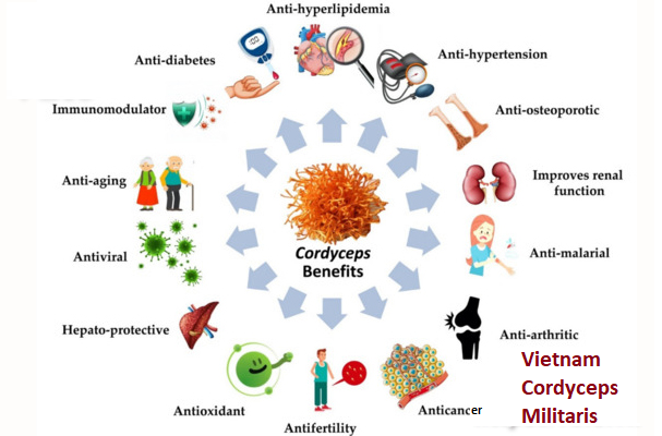 Benefit of cordyceps militaris Vietnam