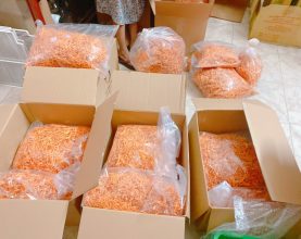 Cordyceps cultured in Vietnam