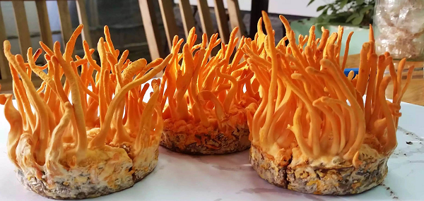 Step 4 Harvest Cordyceps Militaris