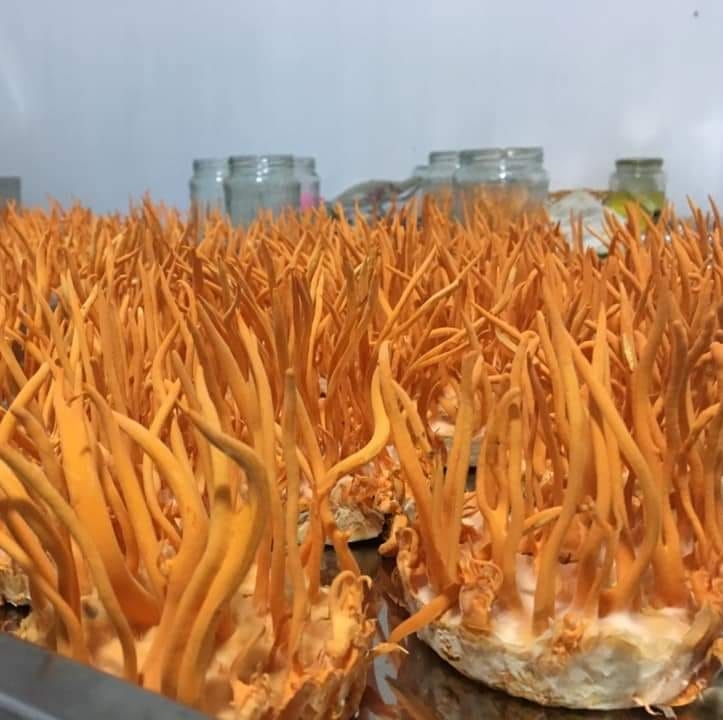 Step 4 Harvest Cordyceps Militaris