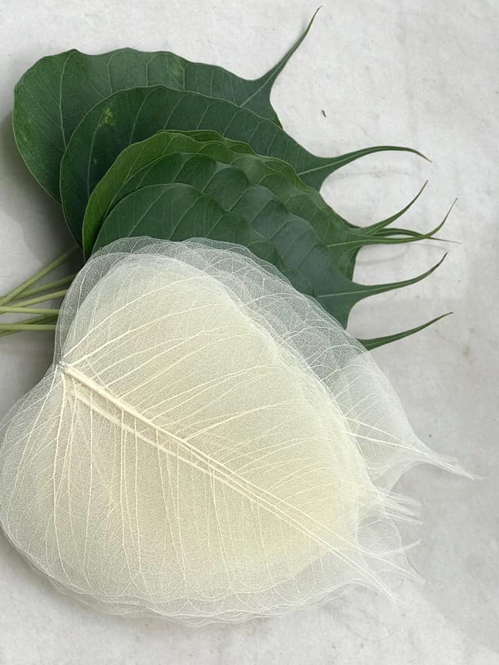 Bodhi leaf painting material