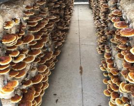 Care and harvesting stage Ganoderma Lucidum