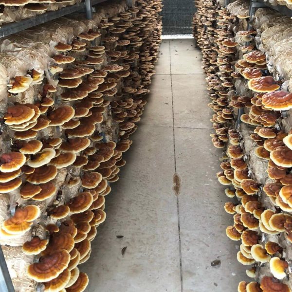 Care and harvesting stage Ganoderma Lucidum