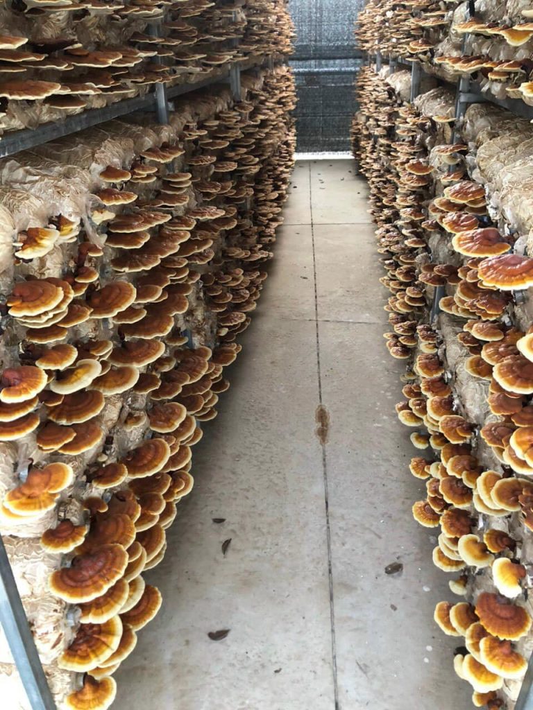 Care and harvesting stage Ganoderma Lucidum