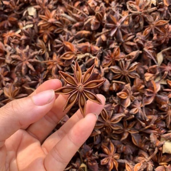 Star Anise Vietnam 2